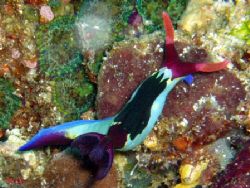 Nudibranches aux Philippines by Philippe Brunner 